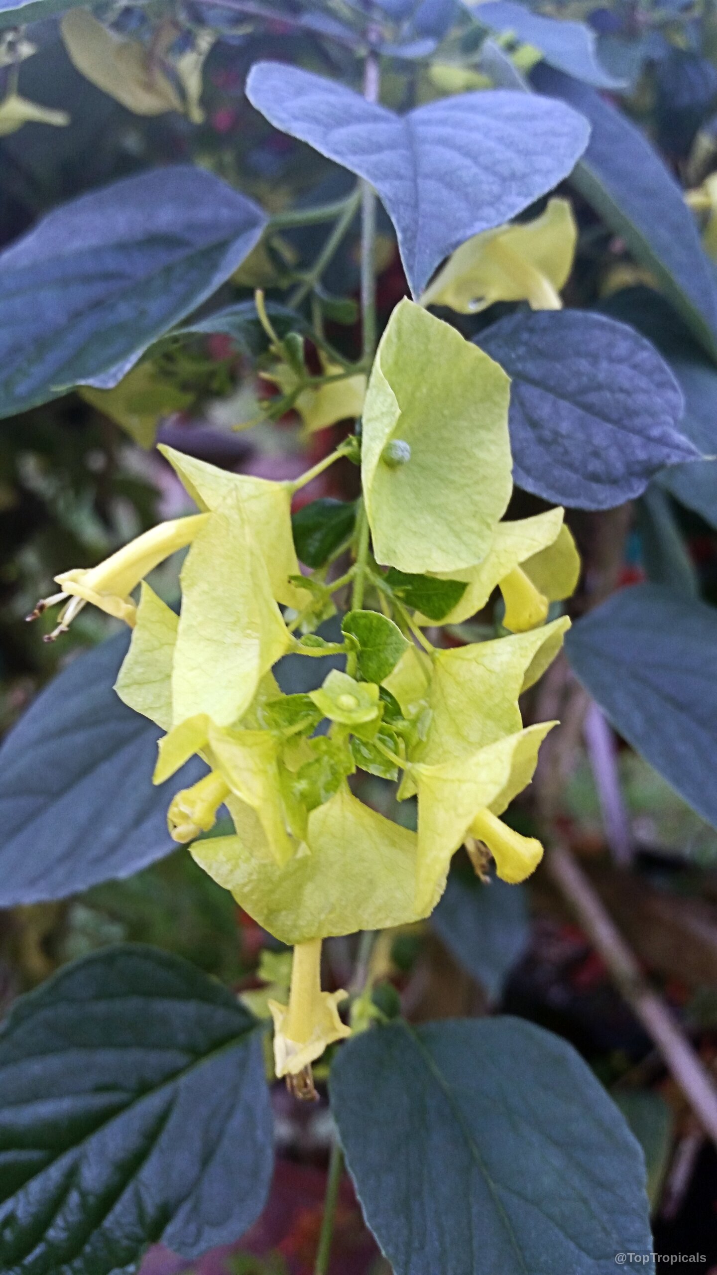 Holmskioldia citrina (Mandarin Sunrise) 'Citrina' yellow flower clusters with oval dark green leaves Holmskioldia citrina (Mandarin Sunrise) 'Citrina' yellow flower close up