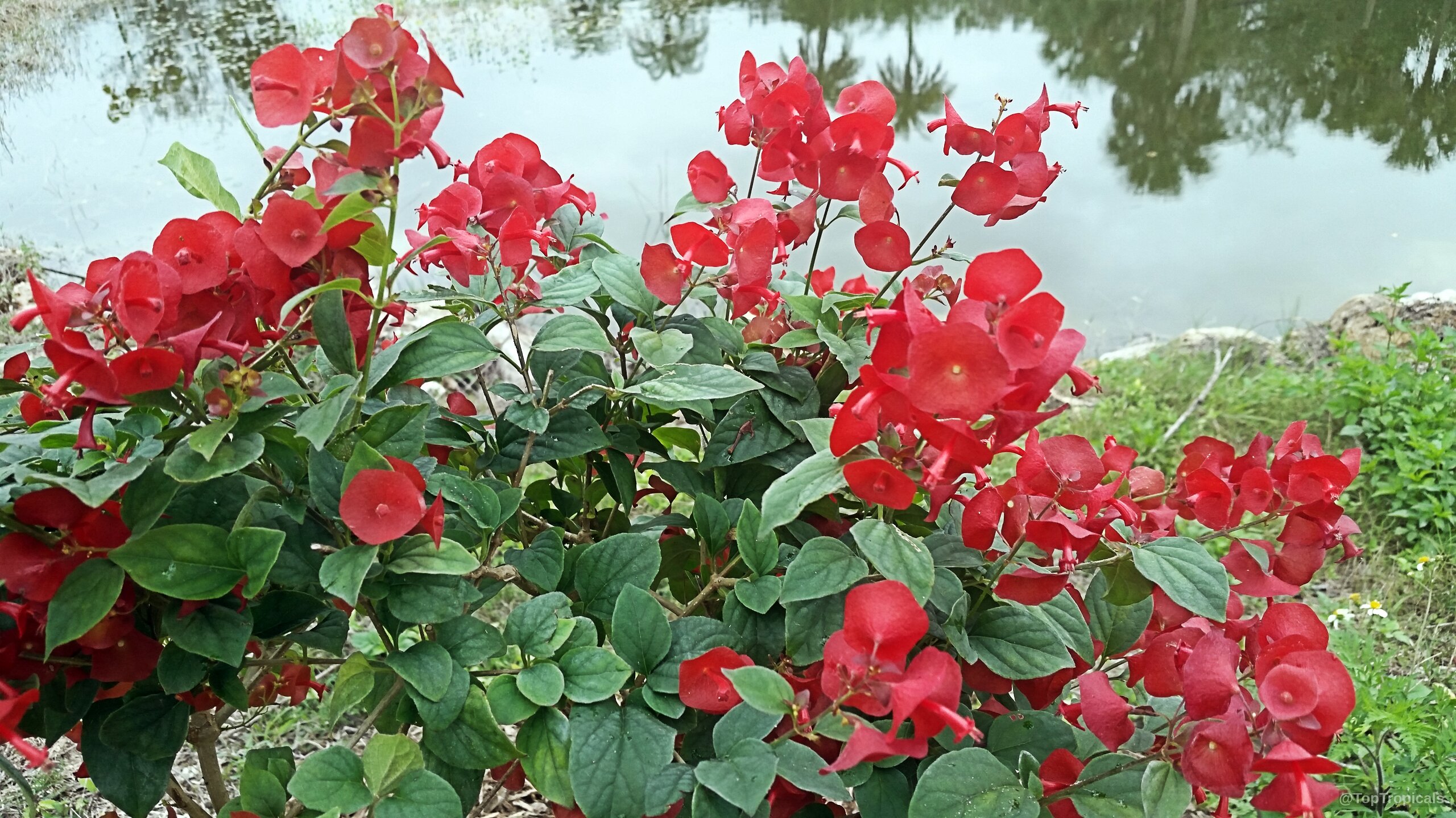 Holmskioldia sanguinea (Chinese hat) with clusters of disc-shaped red flowers and lush green foliage. Holmskioldia sanguinea (Chinese hat) plant with red flowers and green leaves, close up.