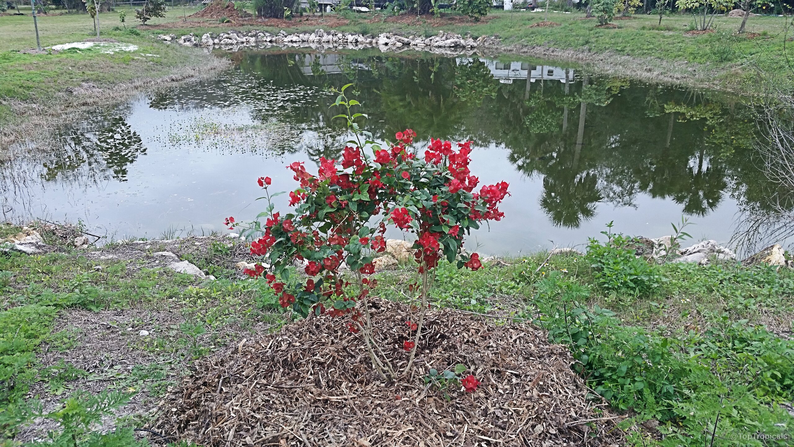 Holmskioldia sanguinea (Chinese hat) with red flowers rooted in mulch near a calm water edge. Holmskioldia sanguinea (Chinese hat) plant with vibrant red flowers standing near a small pond