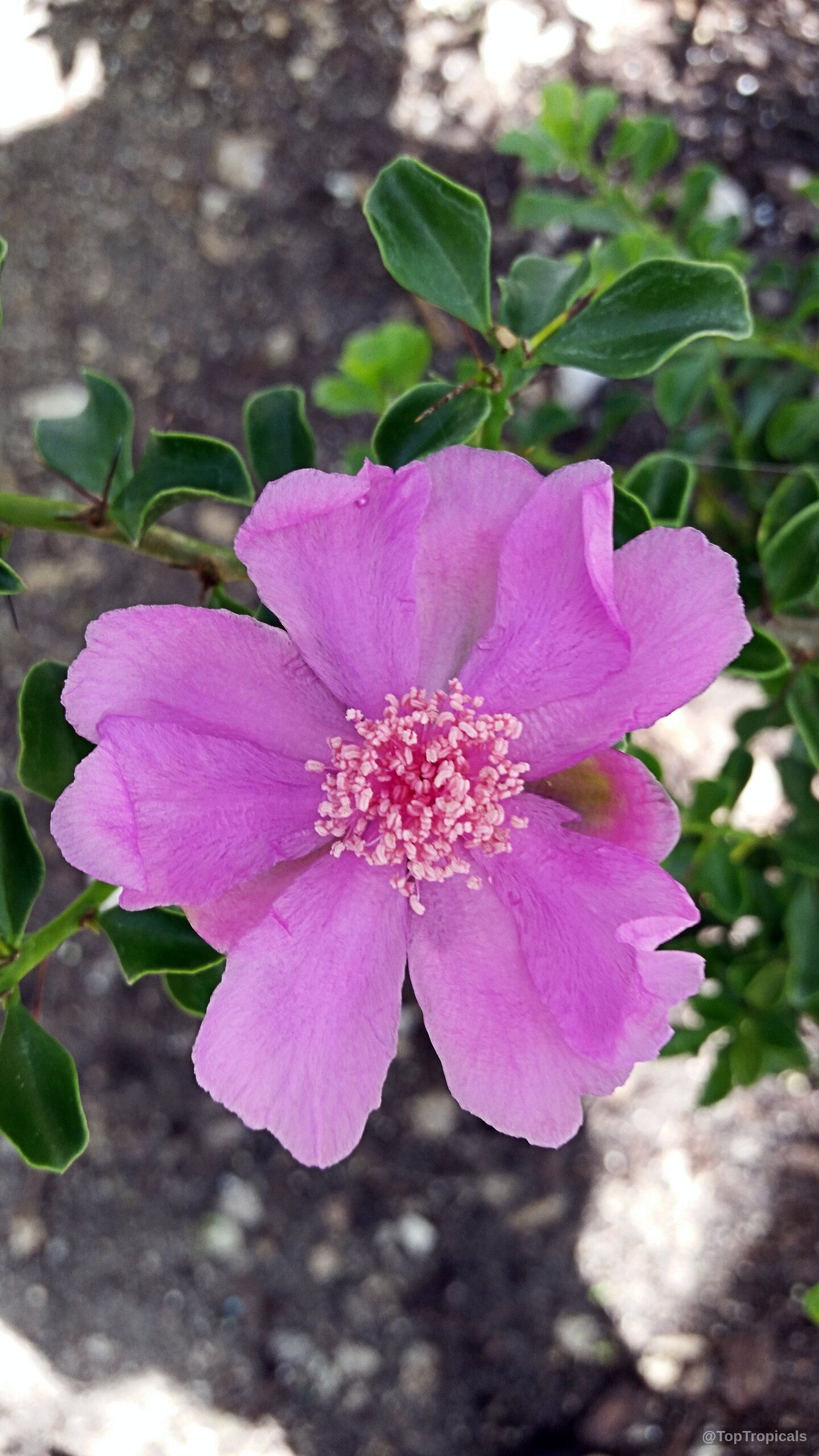 Leuenbergeria portulacifolia (Pink Rose Cactus) pink flower with central cluster of stamens and green leaves. Leuenbergeria portulacifolia (Pink Rose Cactus) pink flower, close up on green leaves, plant.