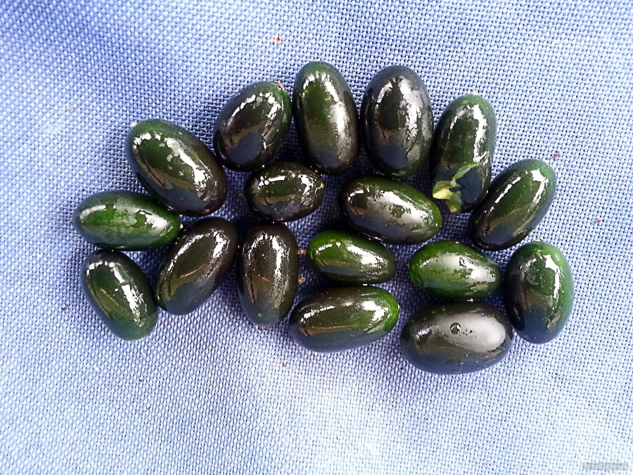 Melothria pendula (Creeping Cucumber) dark green oblong fruit spread across a blue textured fabric surface. Melothria pendula (Creeping Cucumber) dark green fruit close up on blue fabric background surface