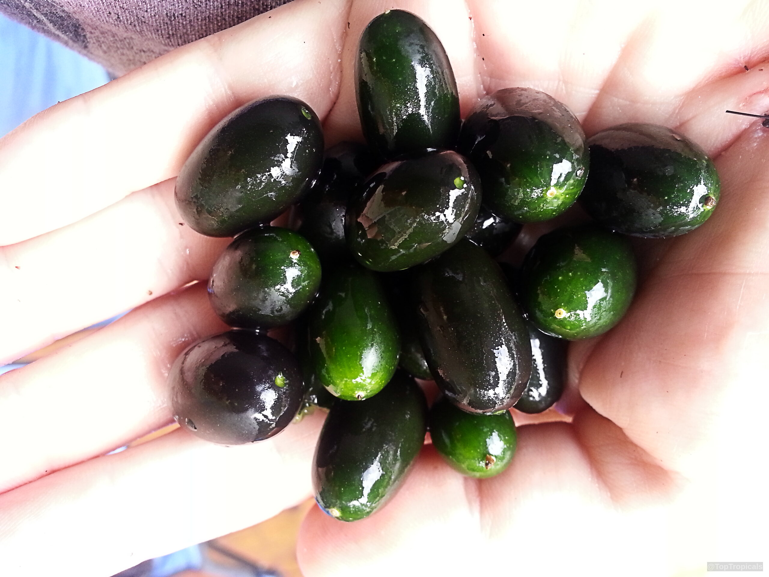 Melothria pendula (Creeping Cucumber) harvested dark green oval fruit held in the palm of hand. Melothria pendula (Creeping Cucumber) dark green fruit held in a palm for close up.