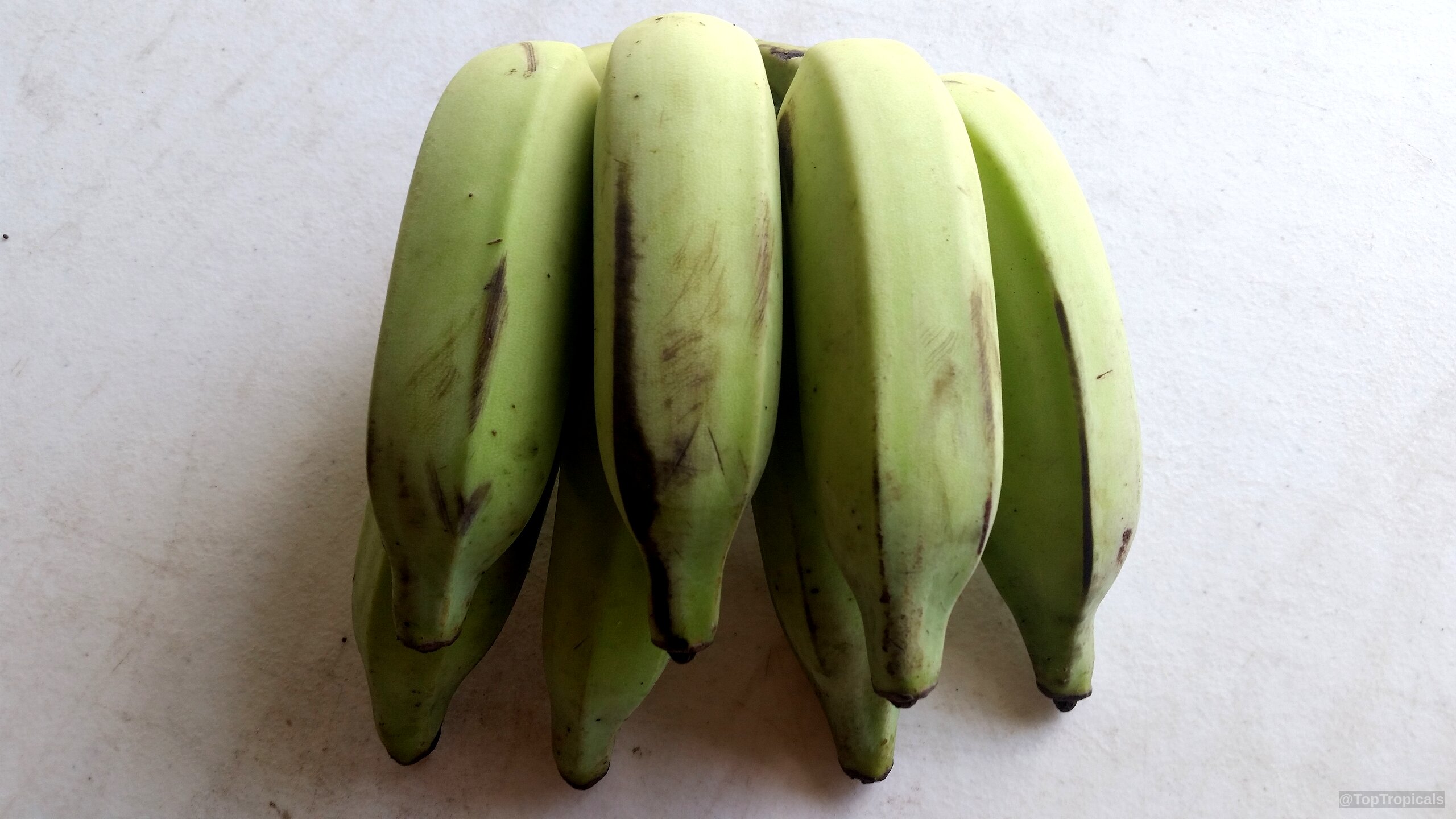 Musa sp. (Banana) green fruit cluster resting on a plate with distinct brown skin markings Musa sp. (Banana) green fruit close up with dark markings on a light background