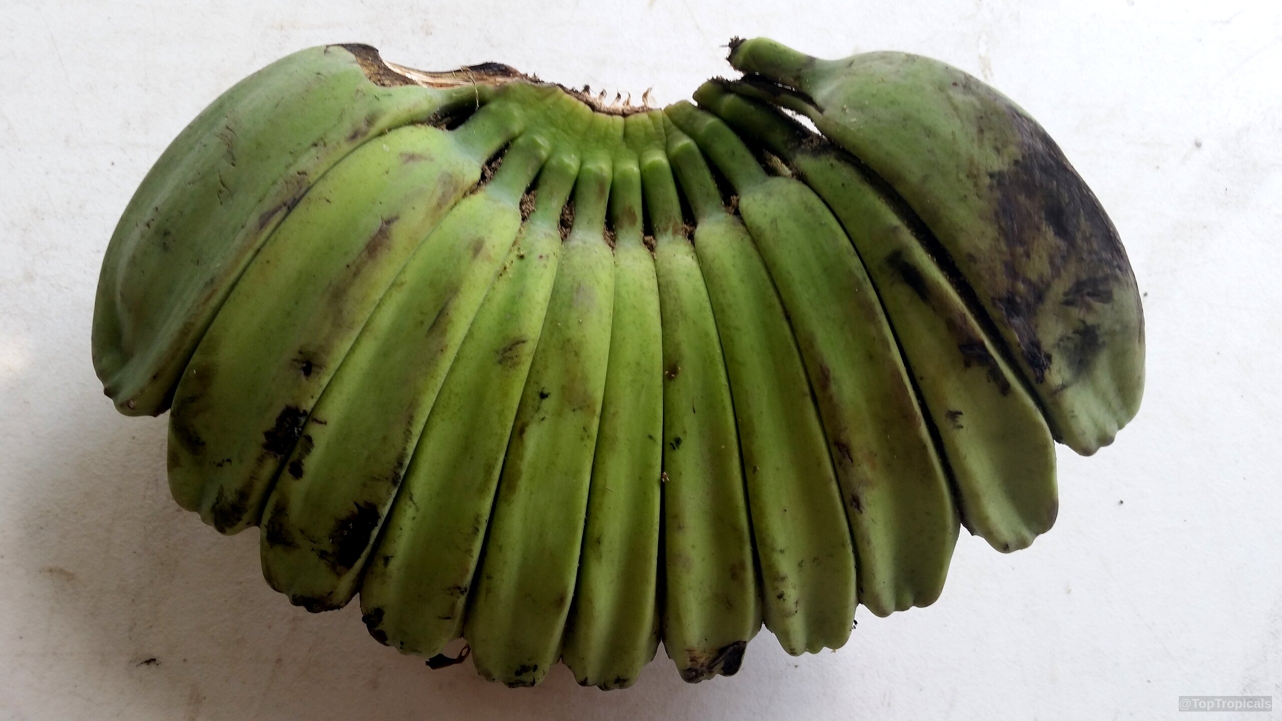 Musa sp. (Banana) green fruit cluster resting on a plain white surface for kitchen use Musa sp. (Banana) green fruit close up on a white surface for fresh snacks