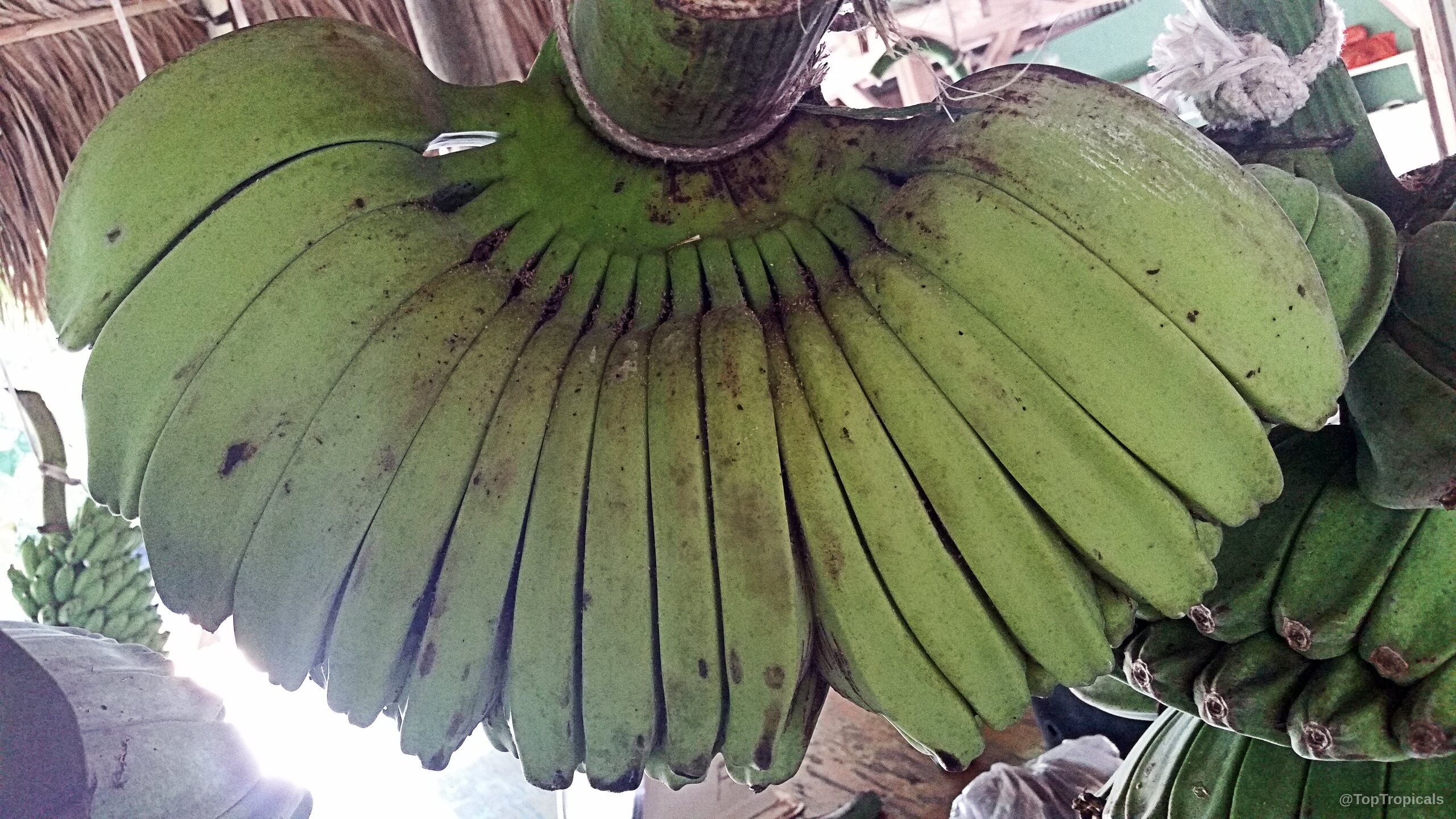 Musa sp. (Banana) green fruit cluster growing in a dense group from one main stalk. Musa sp. (Banana) green fruit cluster, close up, hanging from thick stalk, organic skin
