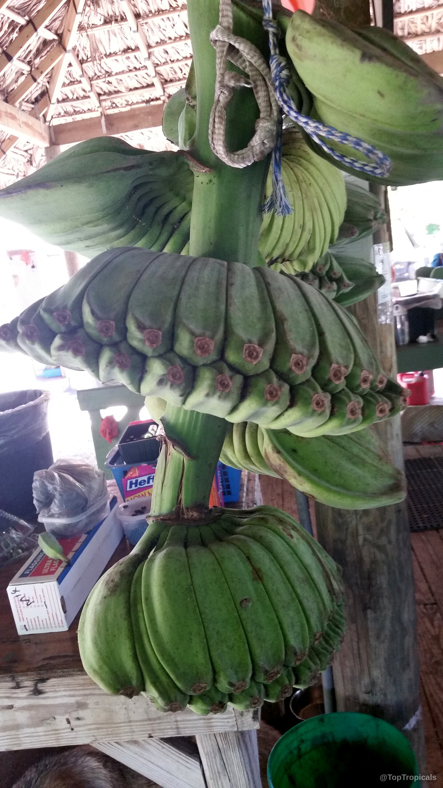 Musa sp. (Banana) hanging in a bunch with visible green skin and brown tips. Musa sp. (Banana) green fruit hanging in a bunch, close up view.