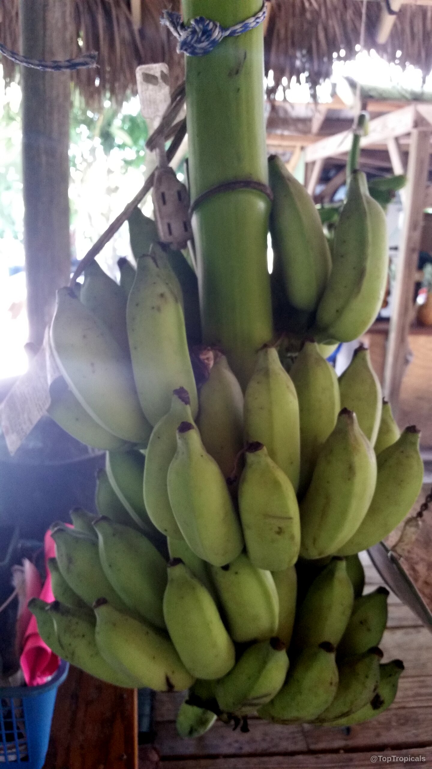 Musa sp. (Banana) green fruit hanging in a bunch from the thick stalk. Musa sp. (Banana) green fruit hanging in a bunch on the thick stalk.
