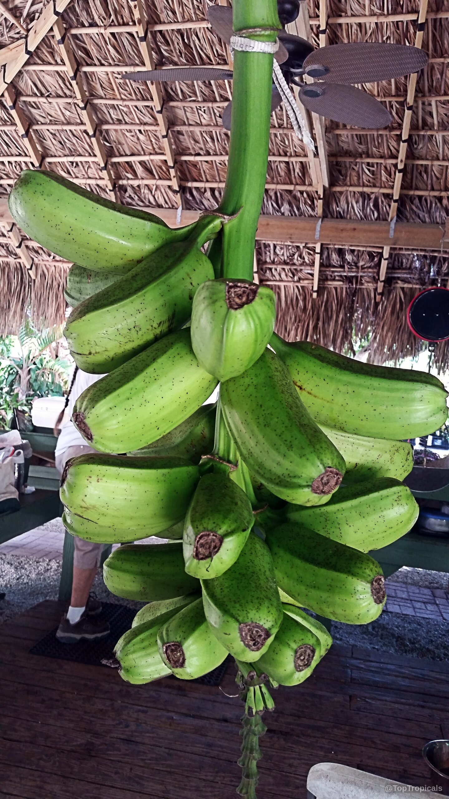 Musa sp. (Banana) hanging in a thick green cluster from the plant stem with visible speckles Musa sp. (Banana) green fruit hanging in a dense cluster on the thick central stem