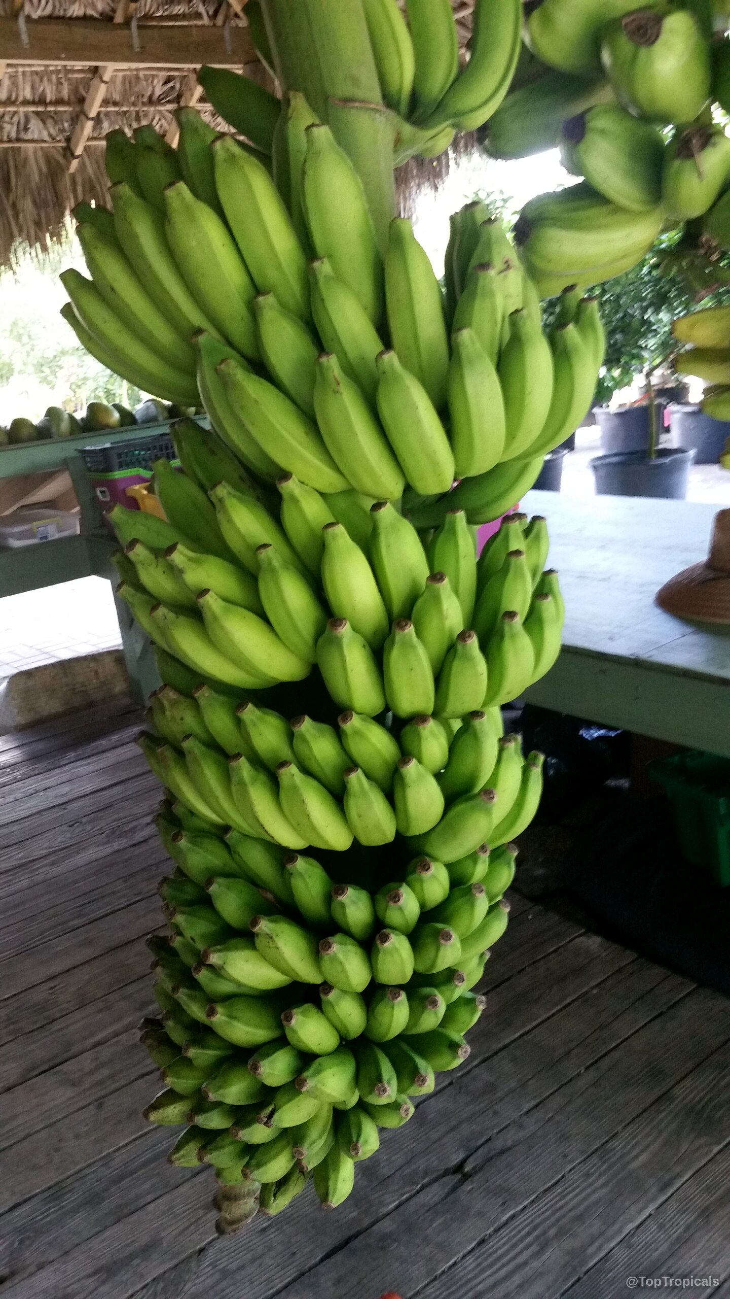 Musa sp. (Banana) green fruit hanging in a dense cluster on a wooden deck. Musa sp. (Banana) green fruit hanging in a dense cluster on a wooden deck.
