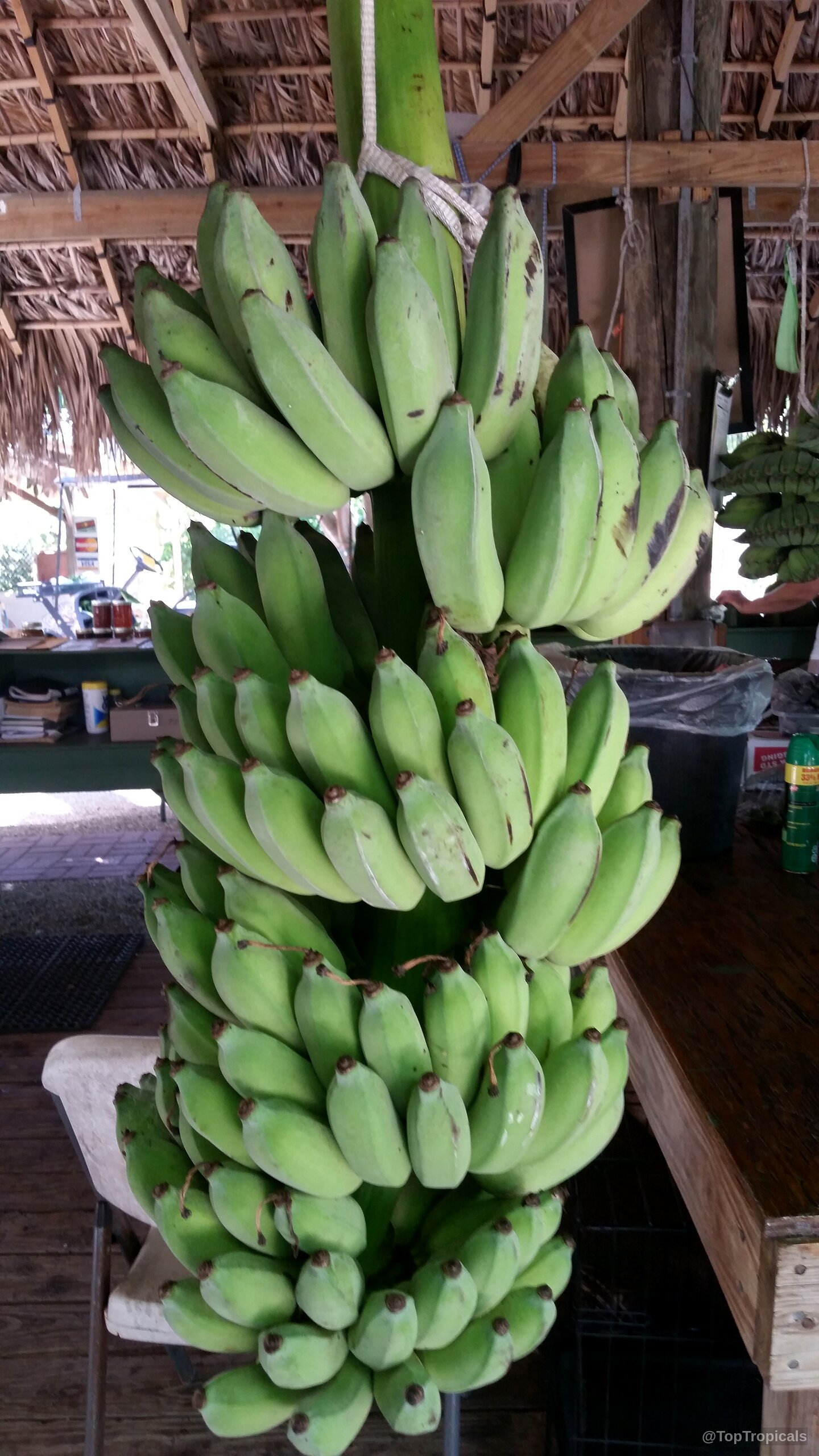 Musa sp. (Banana) green fruit hanging in large clusters on a sturdy wooden support structure Musa sp. (Banana) green fruit hanging in large heavy clusters on a sturdy stalk