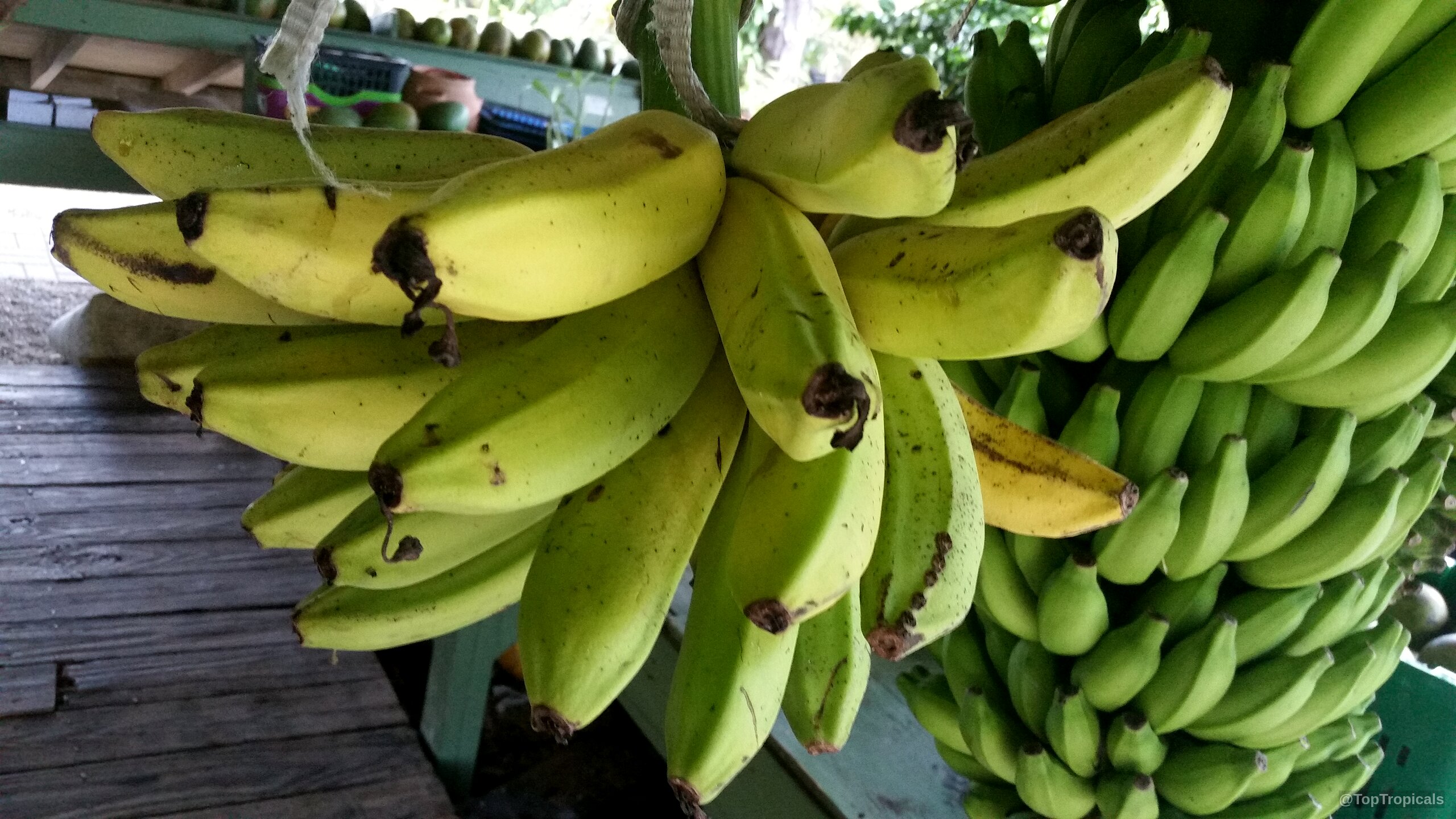 Musa sp. (Banana) yellow fruit bunch hanging down above a wooden surface Musa sp. (Banana) yellow fruit bunch hanging down in a close up image