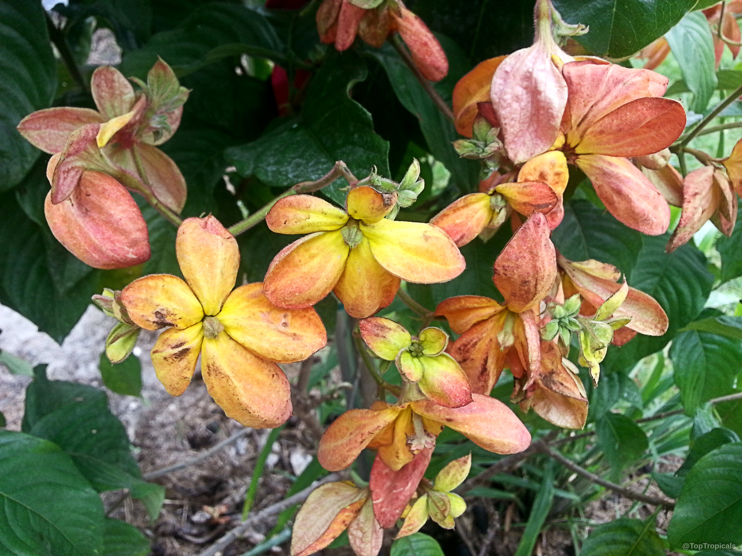 Mussaenda philippica x flava (Calcutta Sunset) 'Marmelada' flower with orange and yellow oval leaf-like sepals. Mussaenda philippica x flava (Calcutta Sunset) 'Marmelada' orange and yellow flower close up