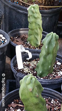 Lophocereus schottii monstrosus, Totem Pole Cactus

Click to see full-size image