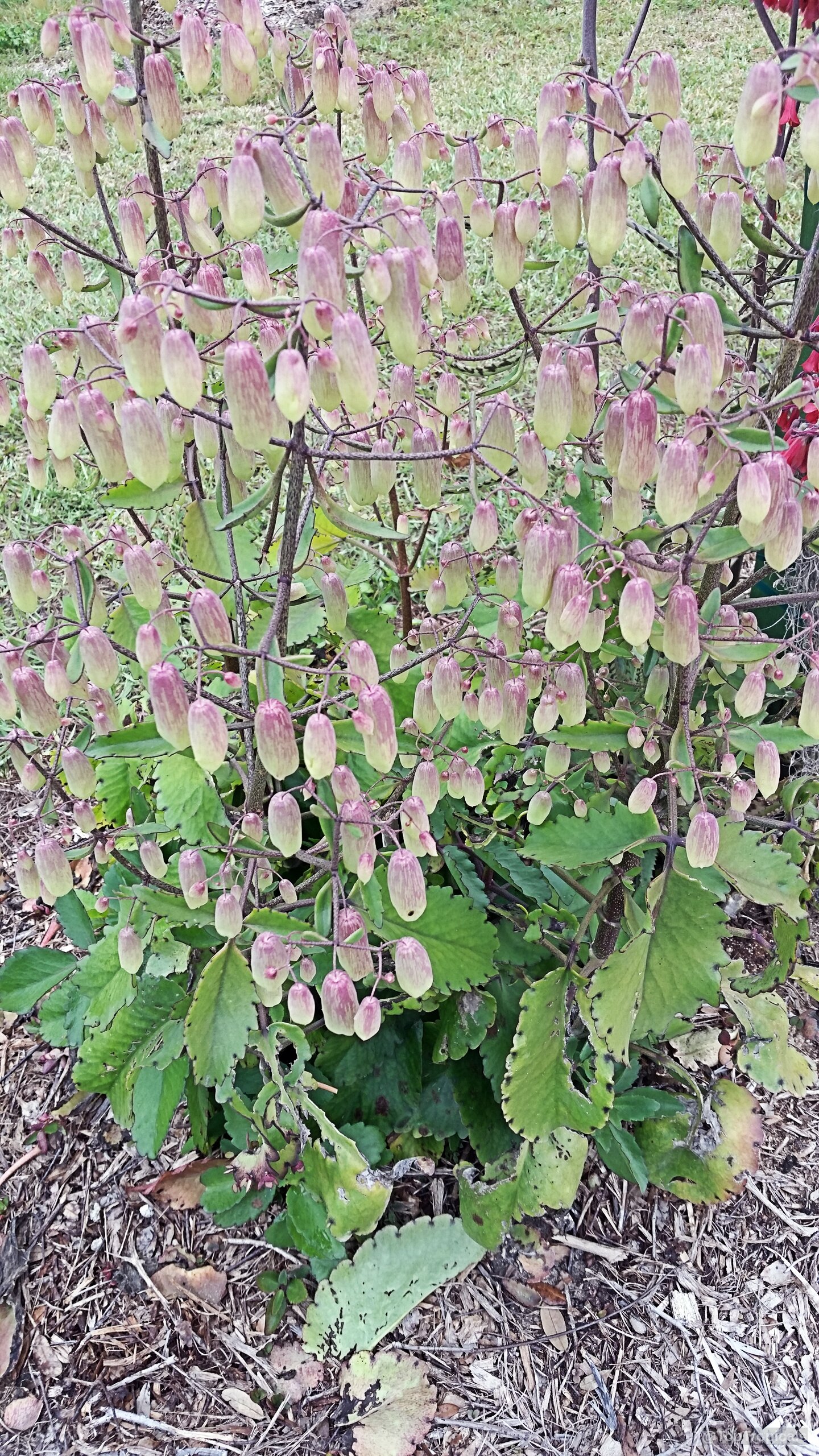 Bryophyllum pinnatum (Bahamas Breath Plant) clusters of hanging bell-shaped pink and yellow flowers on stems. Bryophyllum pinnatum (Bahamas Breath Plant) with hanging pink and yellow bell-shaped flower clusters.