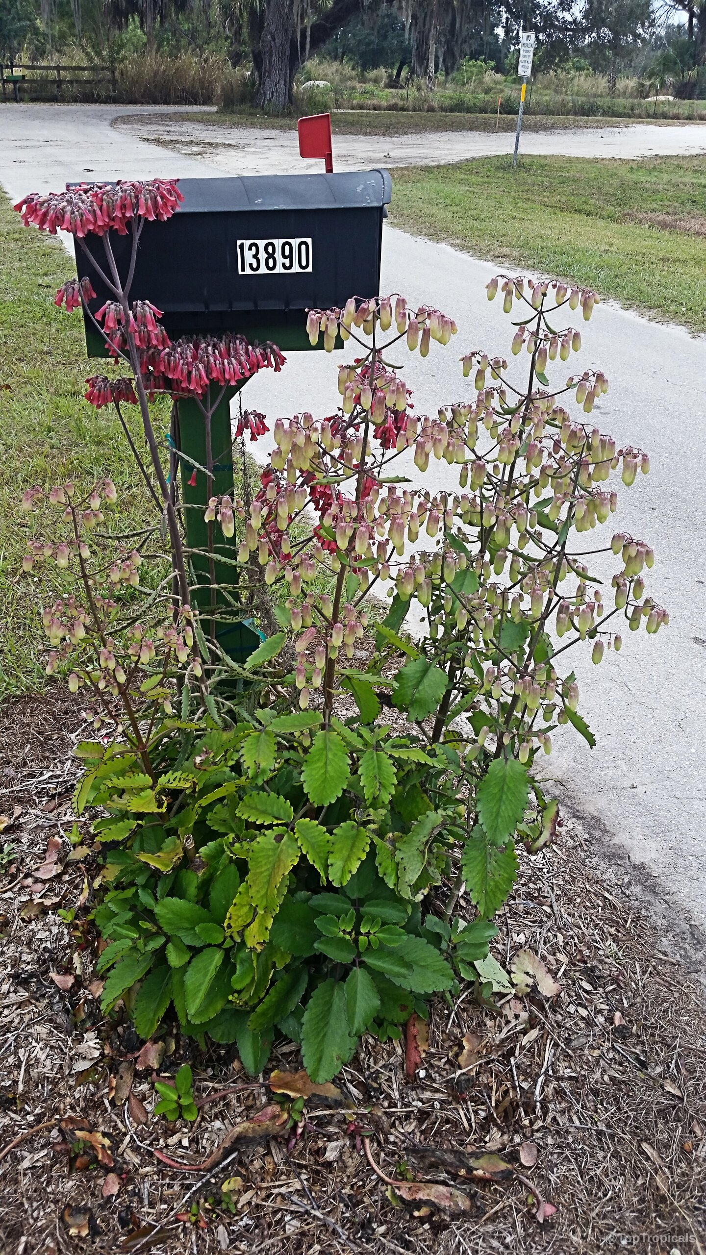 Bryophyllum pinnatum (Bahamas Breath Plant) with multiple flower stalks reaching high above the mailbox. Bryophyllum pinnatum (Bahamas Breath Plant) with red and yellow flowers on a tall plant.