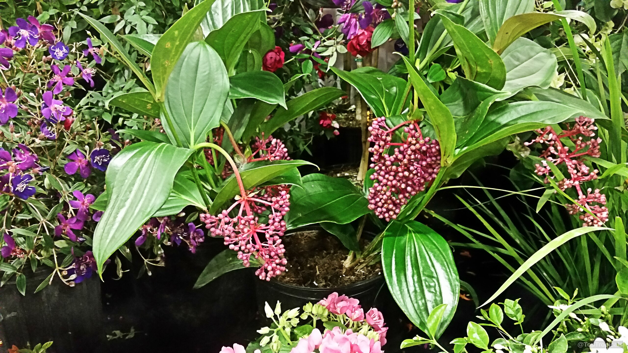 Medinilla cumingii (Chandelier Tree) with pink flowers hanging alongside thick, glossy green leaves in pots. Medinilla cumingii (Chandelier Tree) with pink flowers and lush green leaves in a close up.