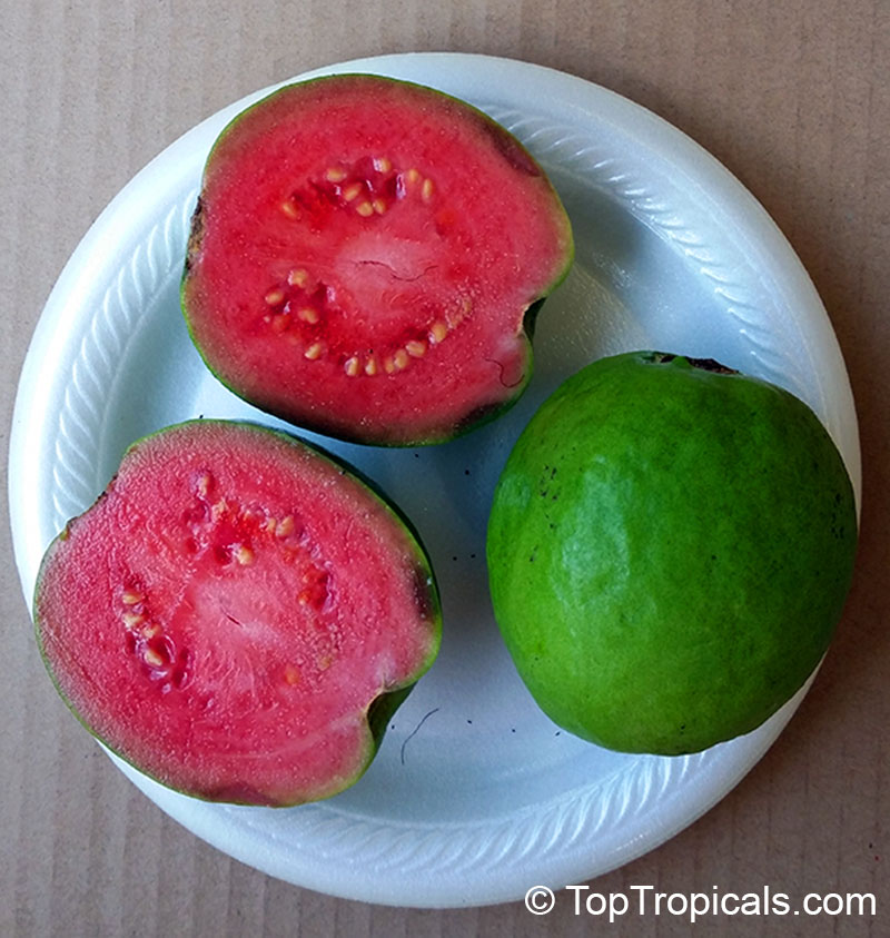 Guava tree Sweet Kiss (Red fruit), Psidium guajava
