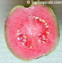Psidium guajava, Tropical Guava, Guajava. var. Barbie Pink