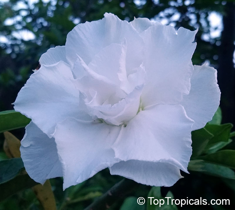 Adenium hybrid (double flower), Double Flower Desert Rose Hybrid. Adenium 'White Princess'