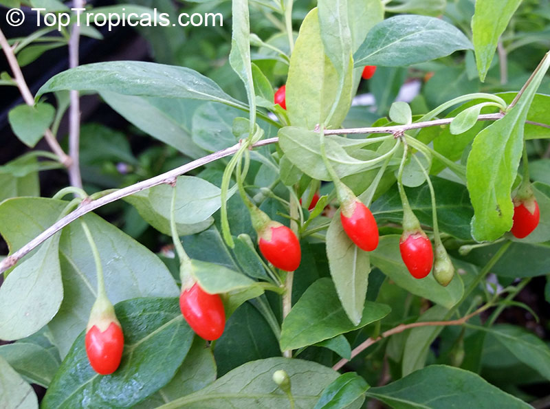 Goji berry. Super-Fruit for Health