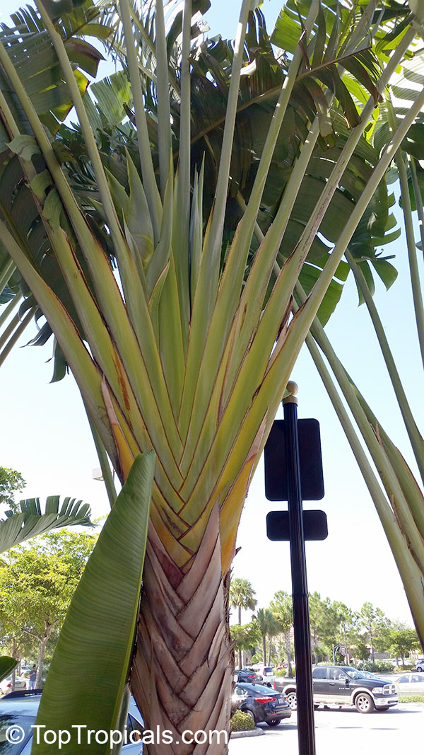 Ravenala madagascariensis Travelers Palm Pint Plant - Georgia Vines