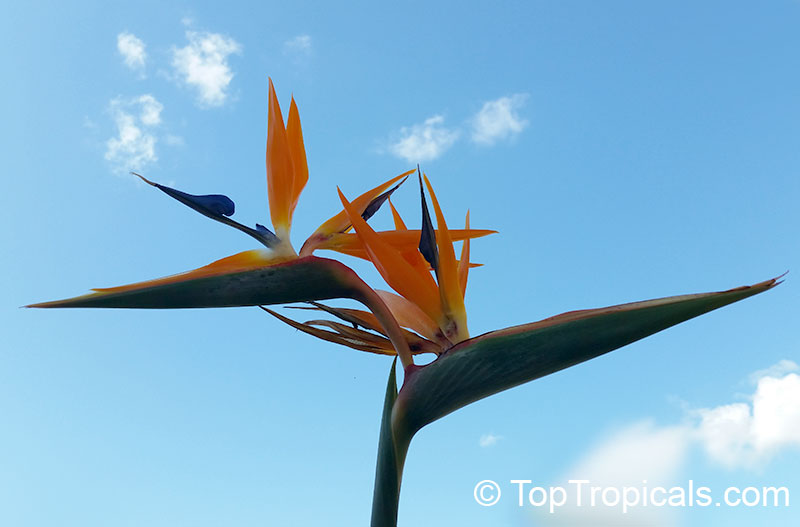 Strelitzia reginae, Bird of Paradise, Crane Flower, Stelitzia