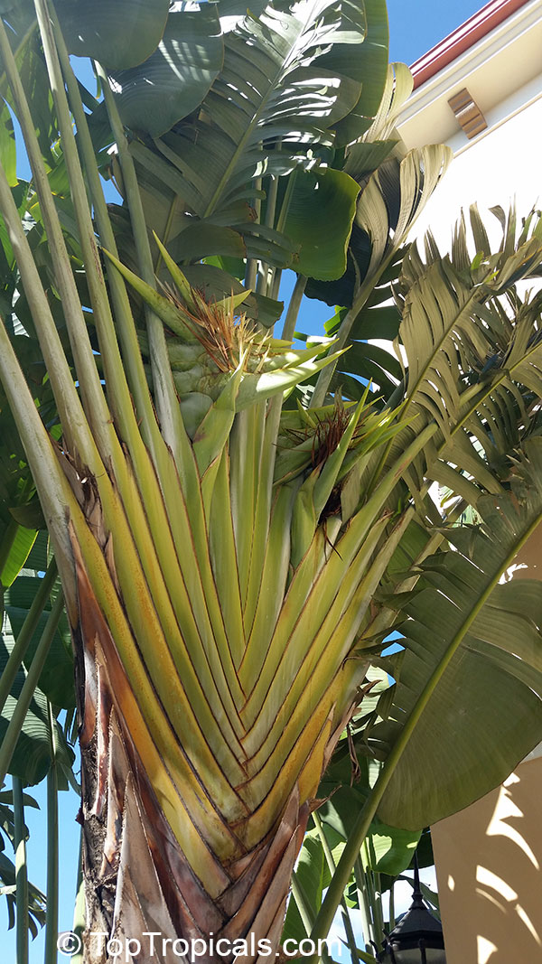 Ravenala Madagascariensis Palm, Travellers Tree or