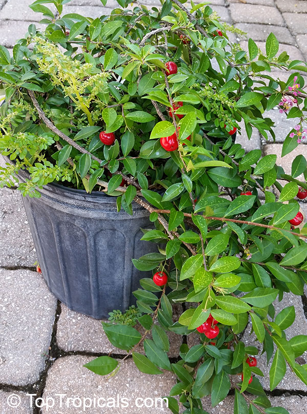 Barbados Cherry in a pot