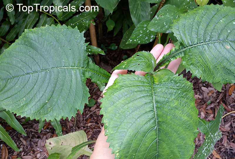 Brillantaisia guianensis, Leucorhaphis lamium, Brillantaisia nitens, Tropical Giant Salvia, Fiddle Leaf 
