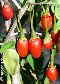 Lycium barbarum, Lycium chinense, Goji Berry, Gou Qi Zi, Wolfberry, Boxthorn, Matrimony Vine

Click to see full-size image