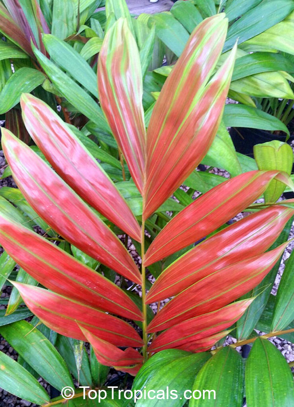 Chambeyronia macrocarpa, Red Leaf Palm, Red Feather Palm, Flame Thrower Palm, Blushing Palm