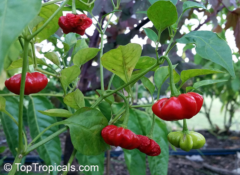 Brazilian Starfish Pepper