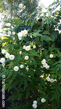 Montanoa bipinnatifida, Tree Chrysanthemum, Pom Pom Tree

Click to see full-size image