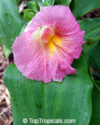 Costus fissiligulatus , African Princess, Spiral Ginger, Cameroon Costus

Click to see full-size image