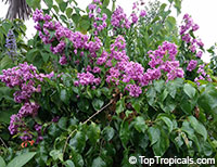 Bougainvillea arborea, Bougainvillea

Click to see full-size image