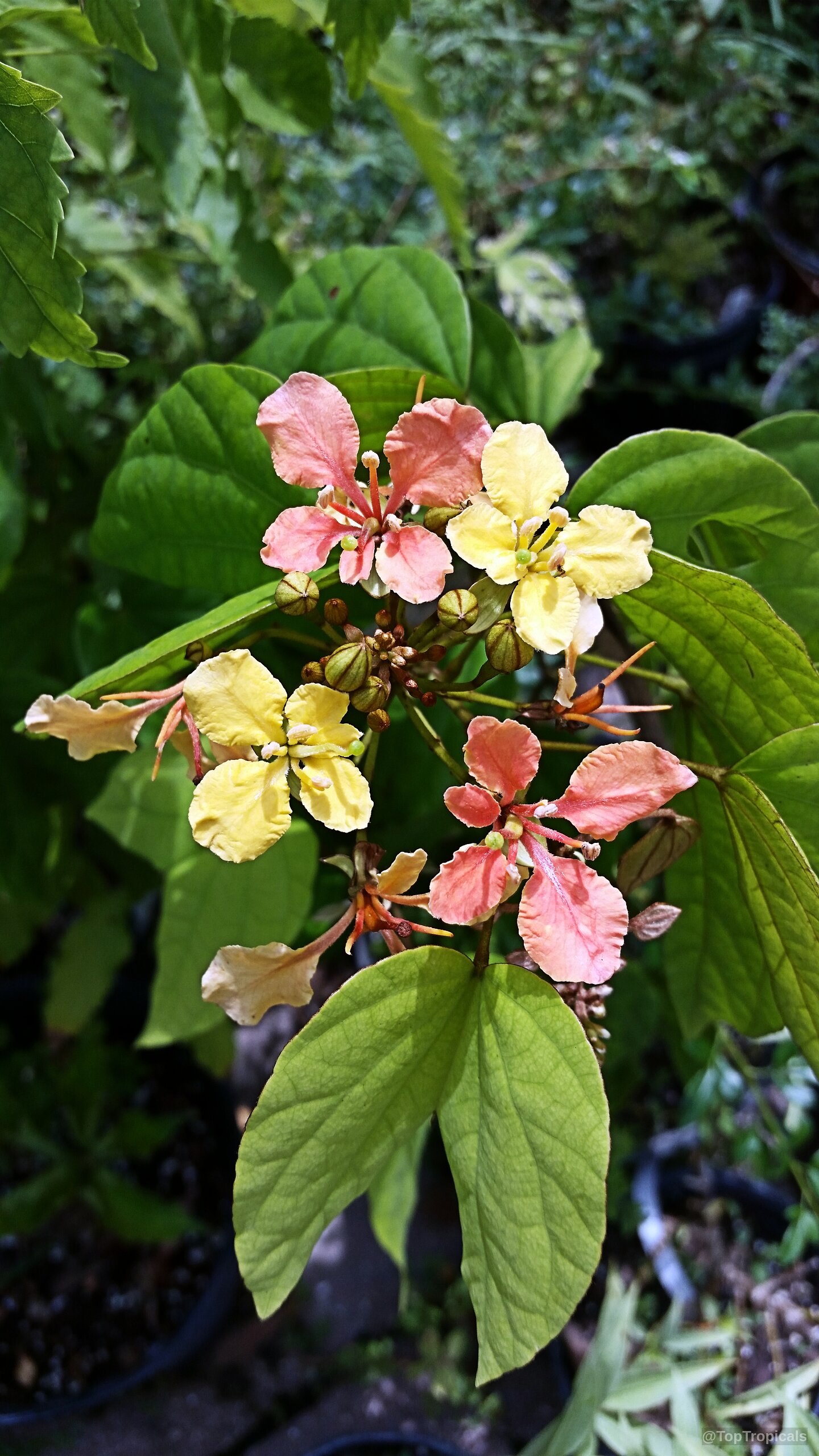 Bauhinia bidentata (Orange Bauhinia) flower with yellow and orange petals among green rounded leaves. Bauhinia bidentata (Orange Bauhinia) yellow and orange flower close up with green leaves