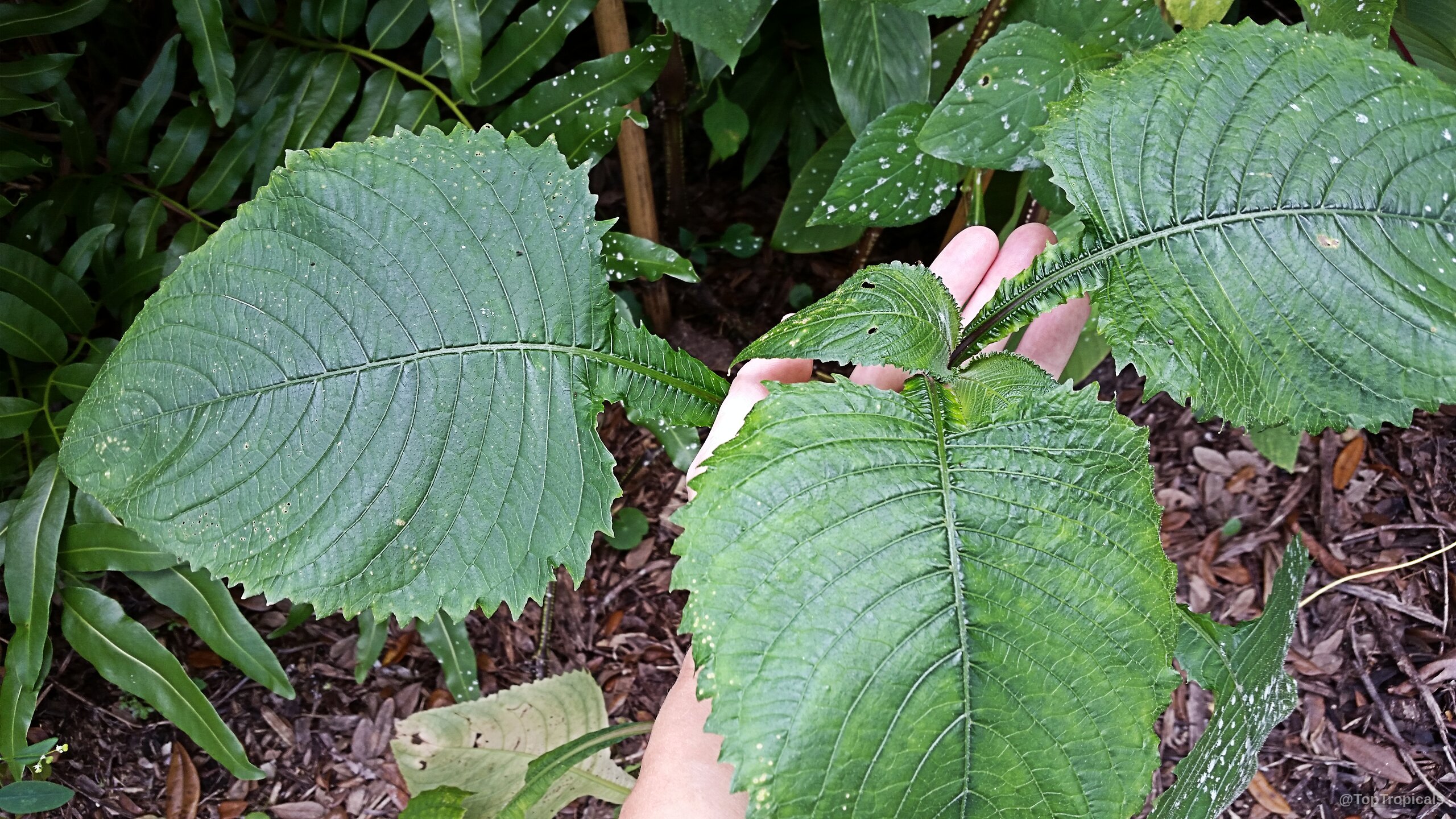 Brillantaisia guianensis (Tropical Giant Salvia) broad green leaves with serrated edges held in a hand Brillantaisia guianensis (Tropical Giant Salvia) green leaves in a close up handheld leaf photo