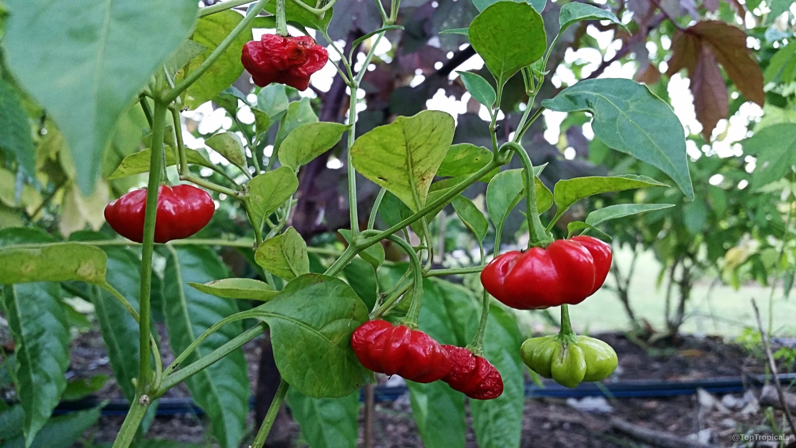 Capsicum baccatum (Starfish Pepper) showing round red fruit among pointed green leaves on the stem Capsicum baccatum (Starfish Pepper) with red fruit hanging from green branches on the plant
