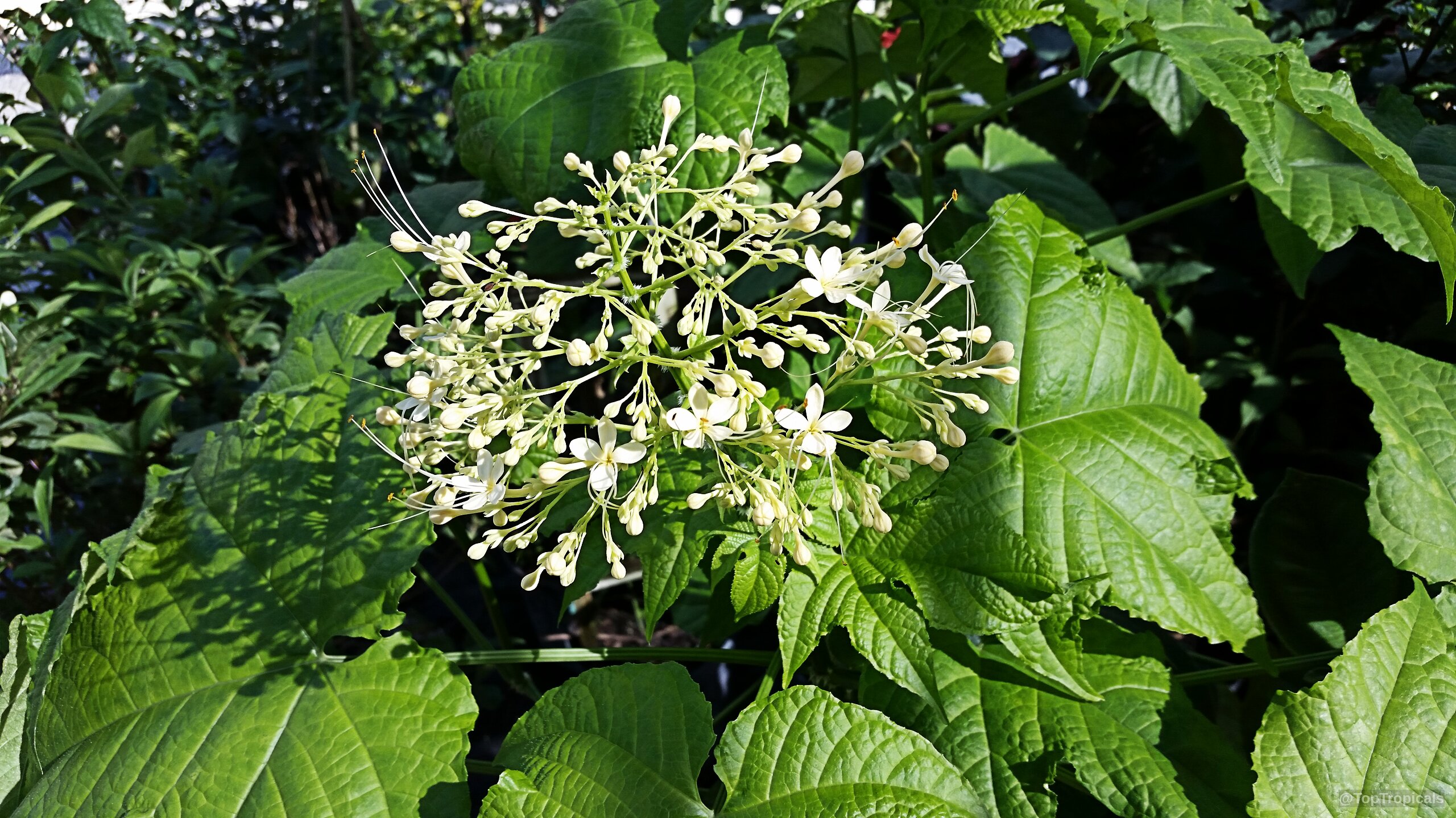 Clerodendrum paniculatum (Pagoda Flower) white flower cluster nestled among large and textured green foliage plant leaves Clerodendrum paniculatum (Pagoda Flower) white flower cluster close up with wide green leaves behind it