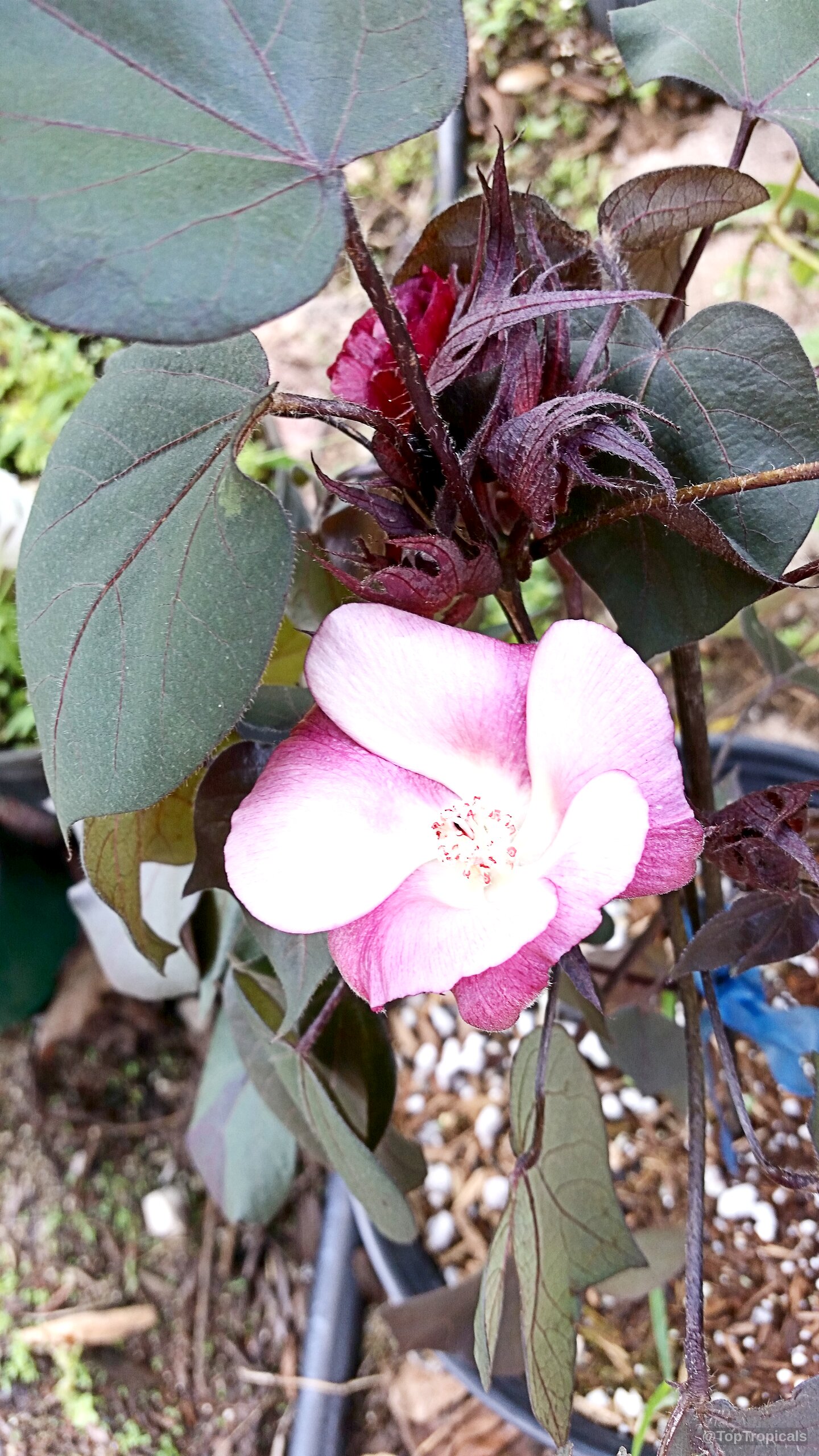 Gossypium herbaceum (Cotton) pink flower nestled among dark purple foliage on a container grown plant. Gossypium herbaceum (Cotton) pink flower with deep purple leaves close up for ornamental interest.