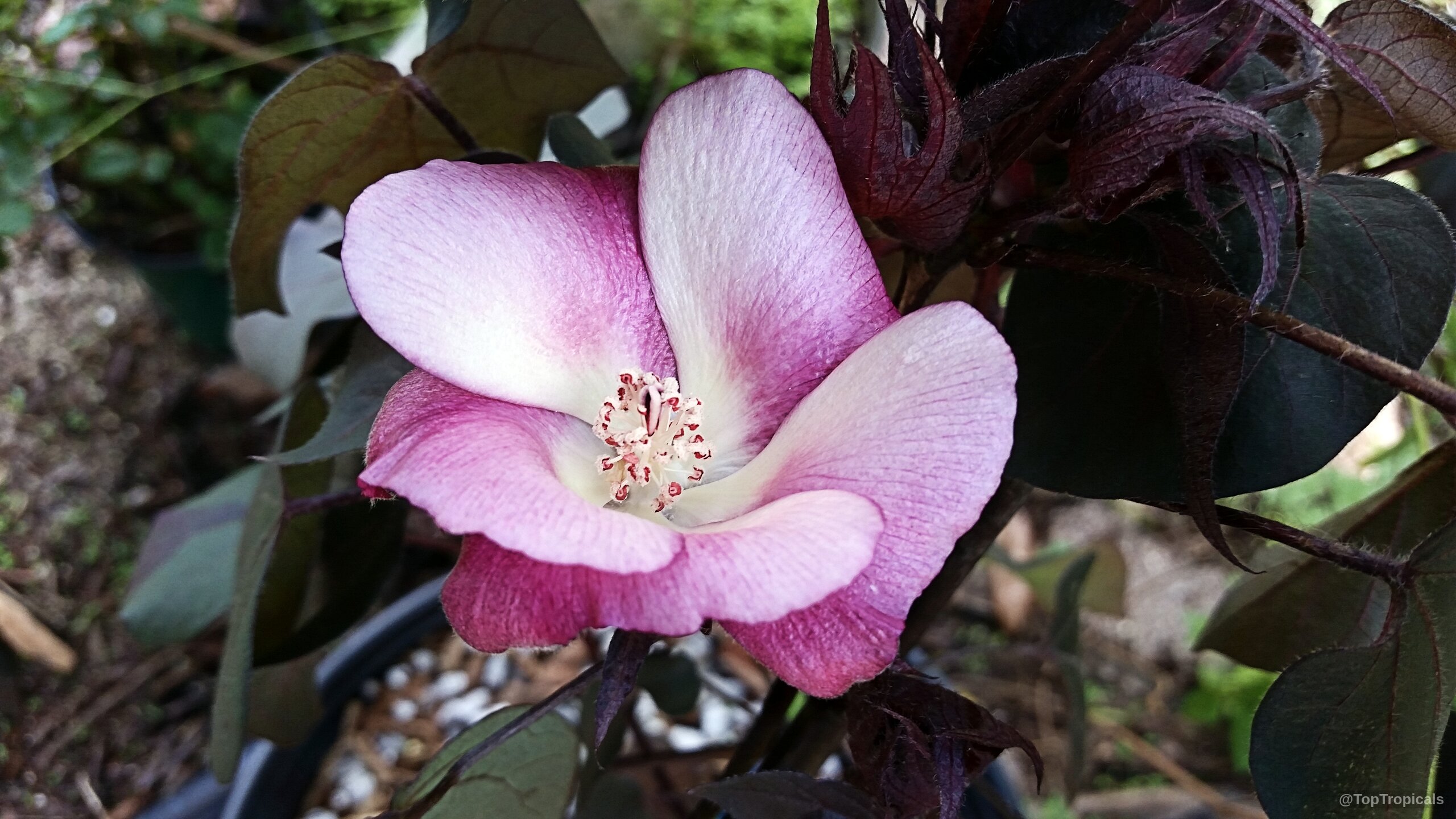 Gossypium herbaceum (Cotton) showing a soft pink and white flower with deep maroon leaves. Gossypium herbaceum (Cotton) pink and white flower close up with dark purple foliage