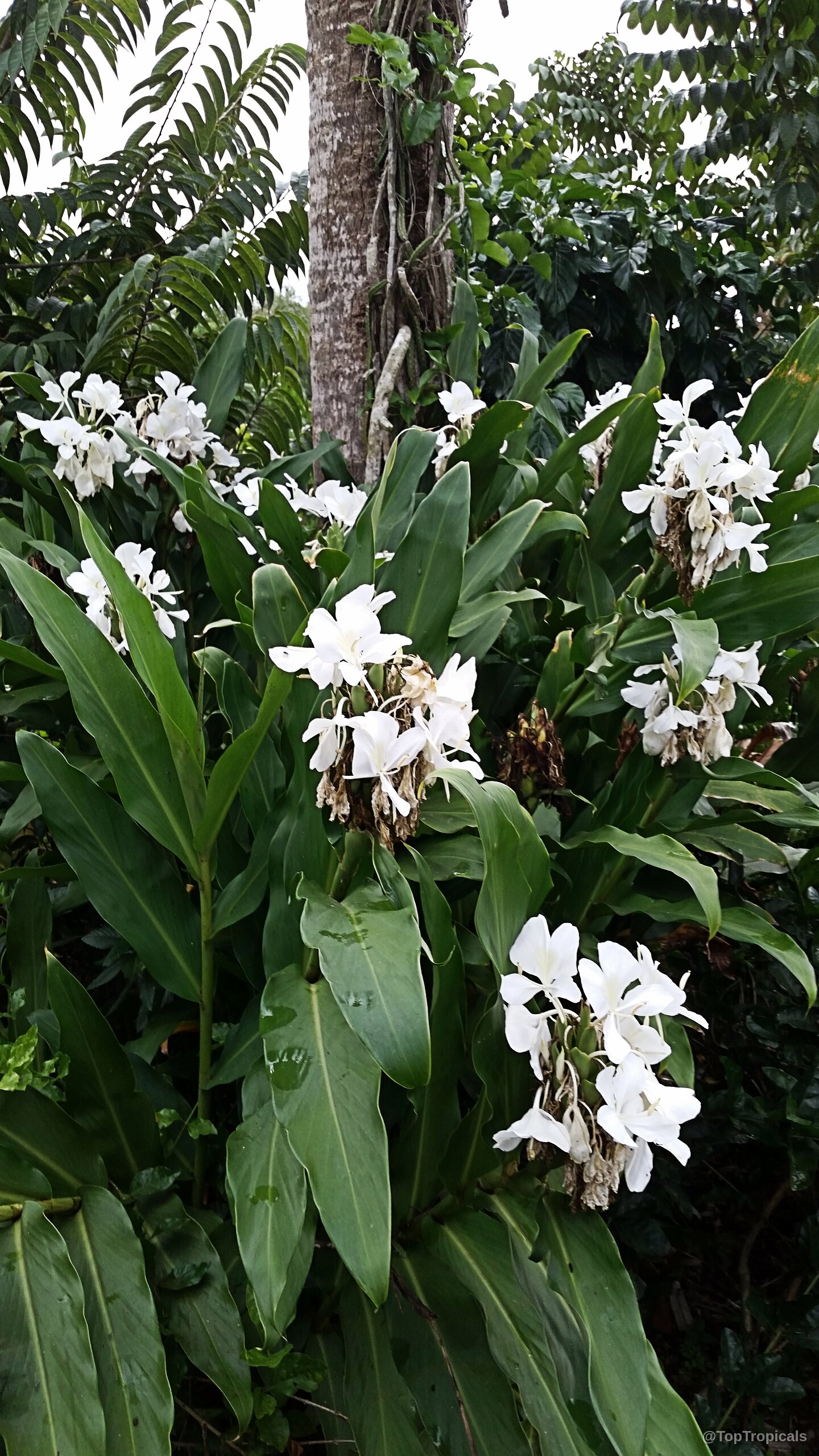 Hedychium coronarium (White Ginger) displaying multiple fragrant white flower spikes among long green pointed leaves. Hedychium coronarium (White Ginger) white flower clusters on green leafy plant