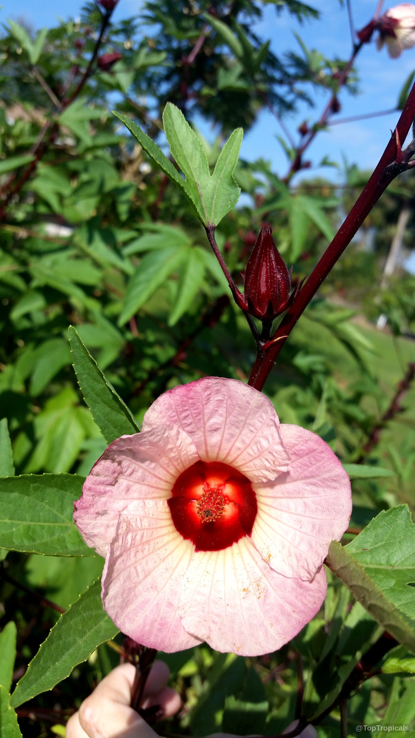 Hibiscus sabdariffa (Karkade) light pink flower with a dark red throat and surrounding green leaves. Hibiscus sabdariffa (Karkade) light pink flower with deep red center close up