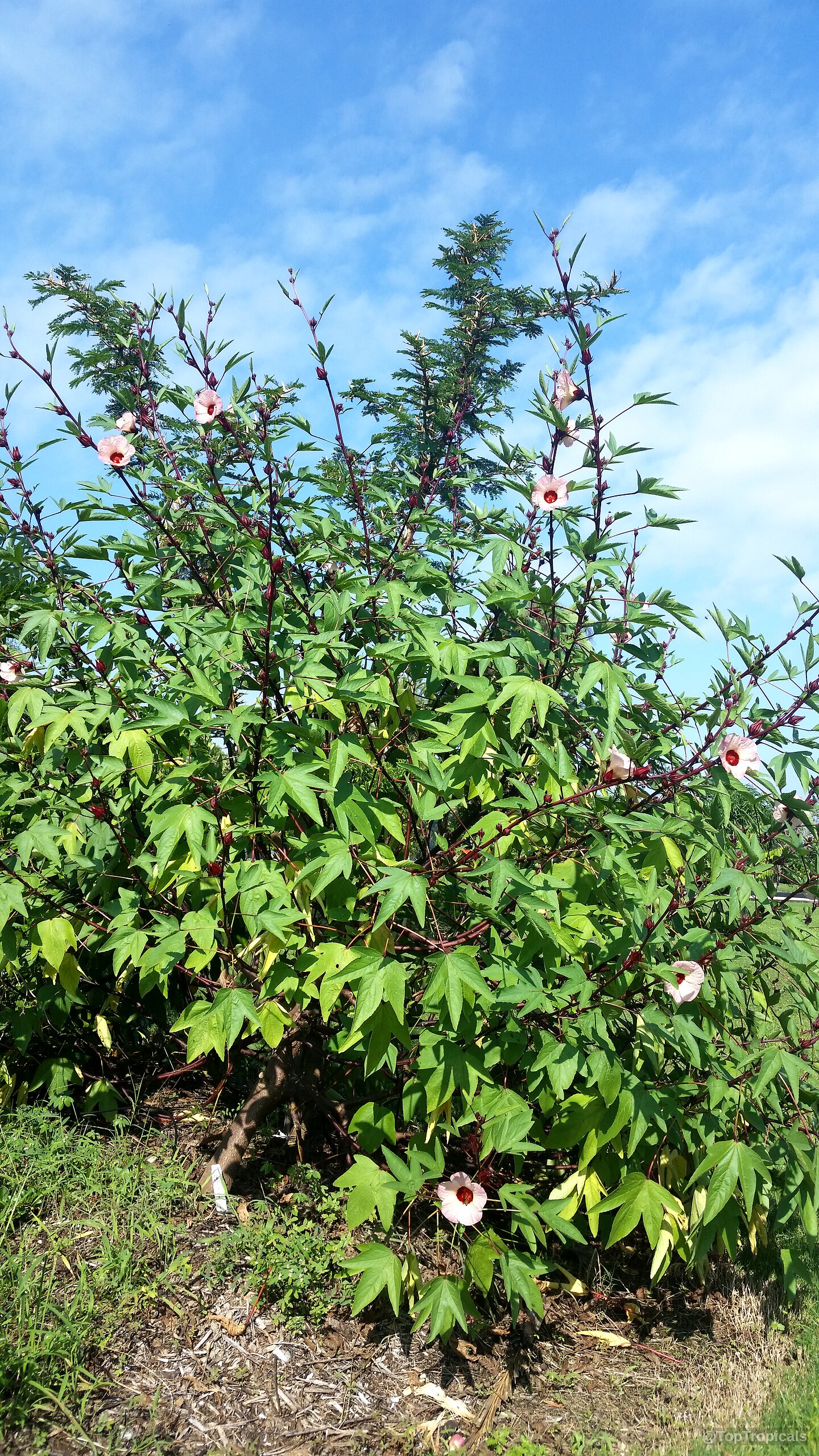 Hibiscus sabdariffa (Karkade) displaying multiple pink flowers and dark red stems on a tall shrubby plant Hibiscus sabdariffa (Karkade) plant with pink flowers and deep red stems in a large shrub