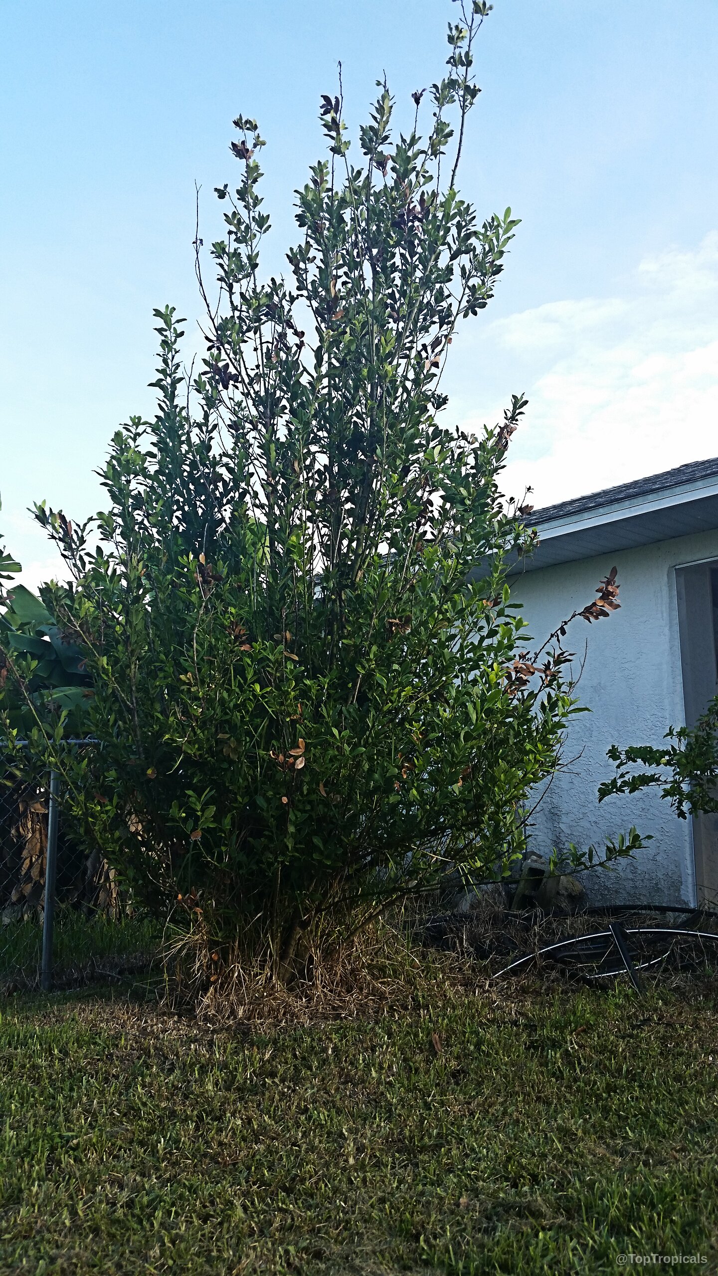 Laurus nobilis (Bay Leaf) tall tree with thick green foliage and thin upright wooden stems. Laurus nobilis (Bay Leaf) tall green plant with dense foliage and thin wooden branches.