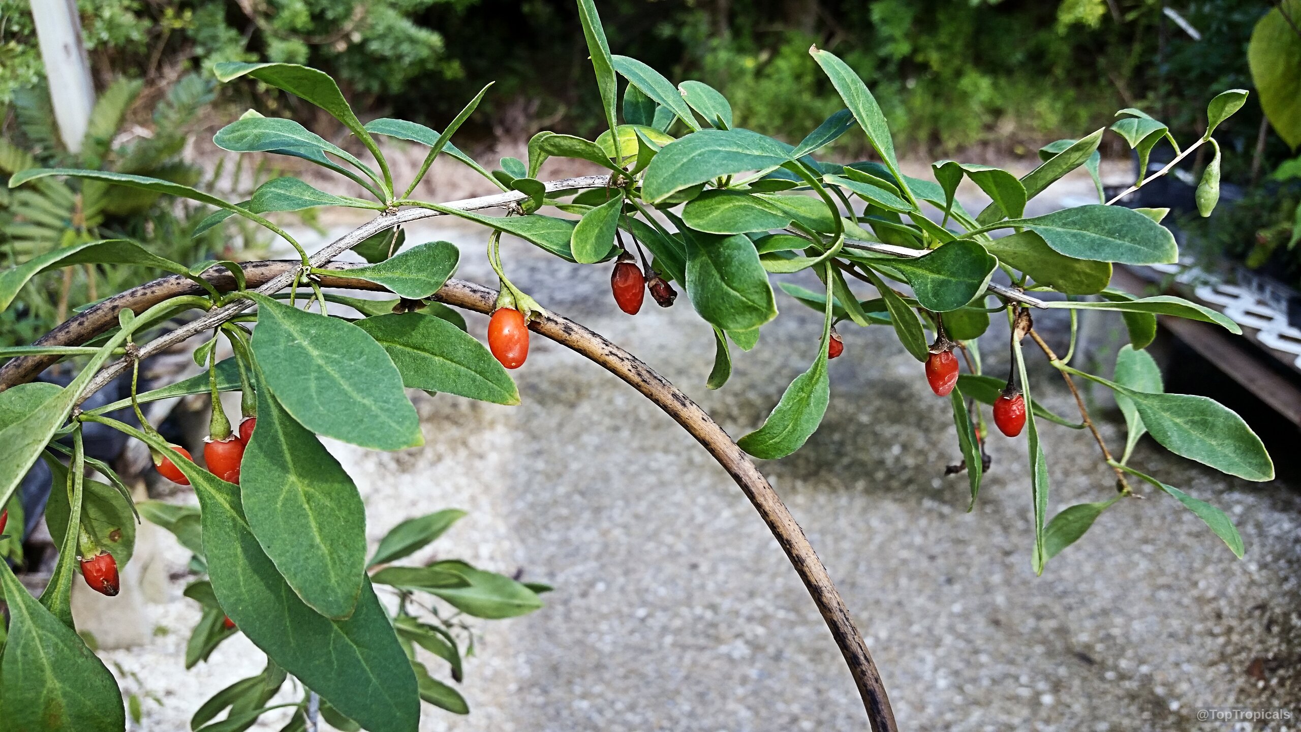 Lycium barbarum (Goji Berry) branch with ripe orange fruit and many small green leaves attached Lycium barbarum (Goji Berry) plant with small orange fruit and long oval green leaves