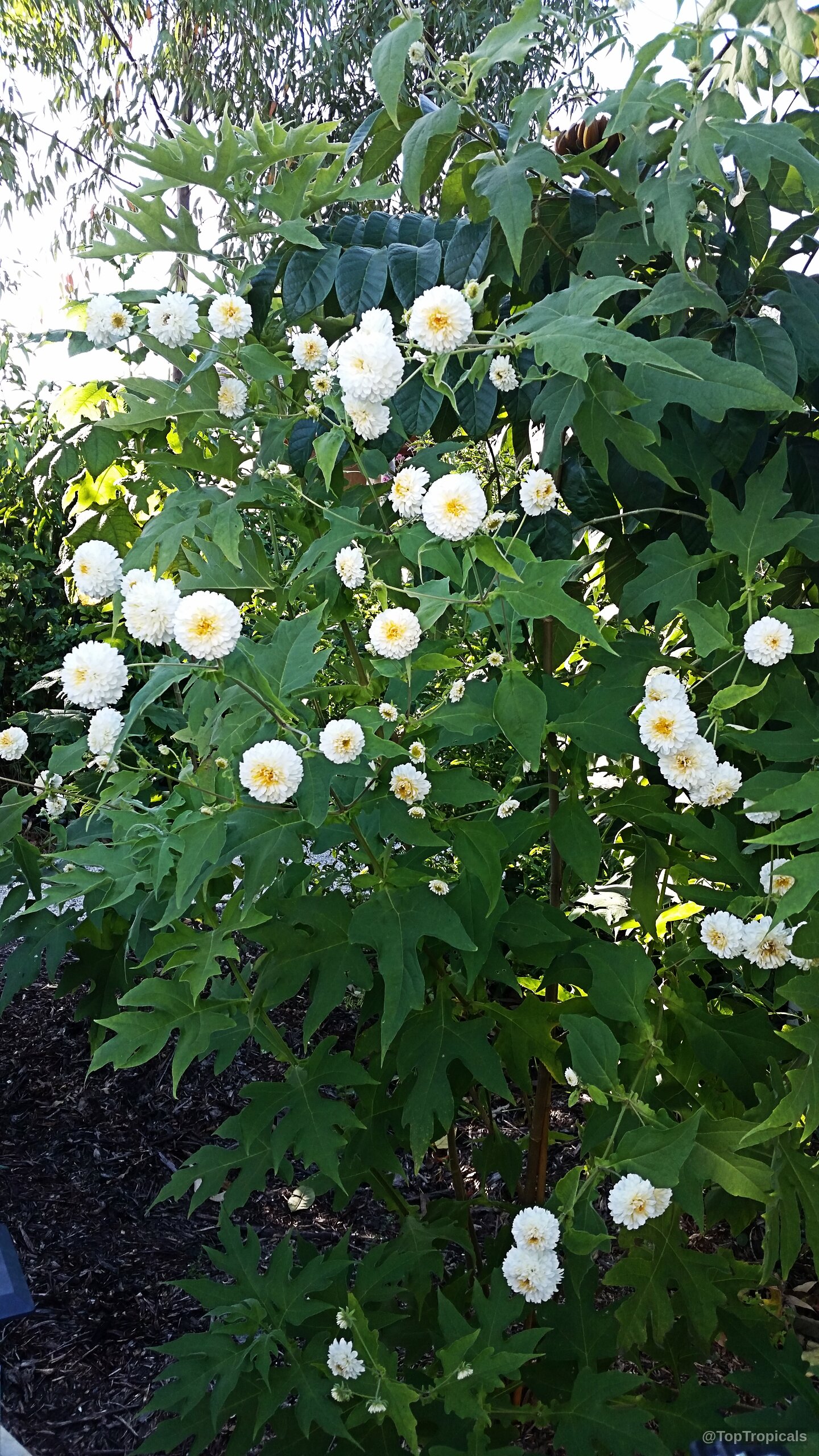 Montanoa bipinnatifida (Tree Chrysanthemum) displays clusters of round white flower heads and green foliage. Montanoa bipinnatifida (Tree Chrysanthemum) white flower plant with deep green lobed leaves.