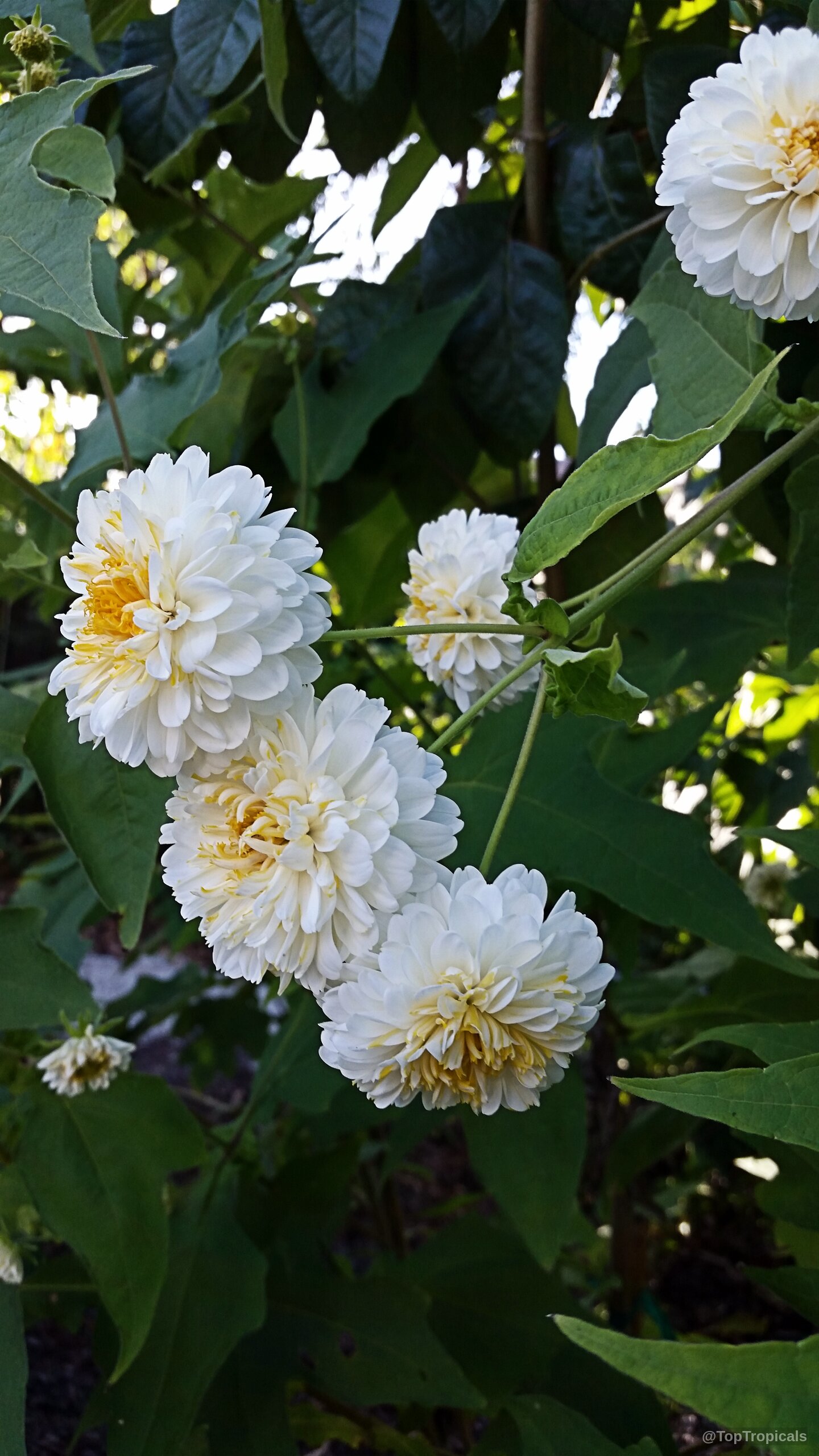 Montanoa bipinnatifida (Tree Chrysanthemum) showing clustered rounded white flowers with soft golden yellow central petals. Montanoa bipinnatifida (Tree Chrysanthemum) white yellow flower close up capturing multiple round petal layers.