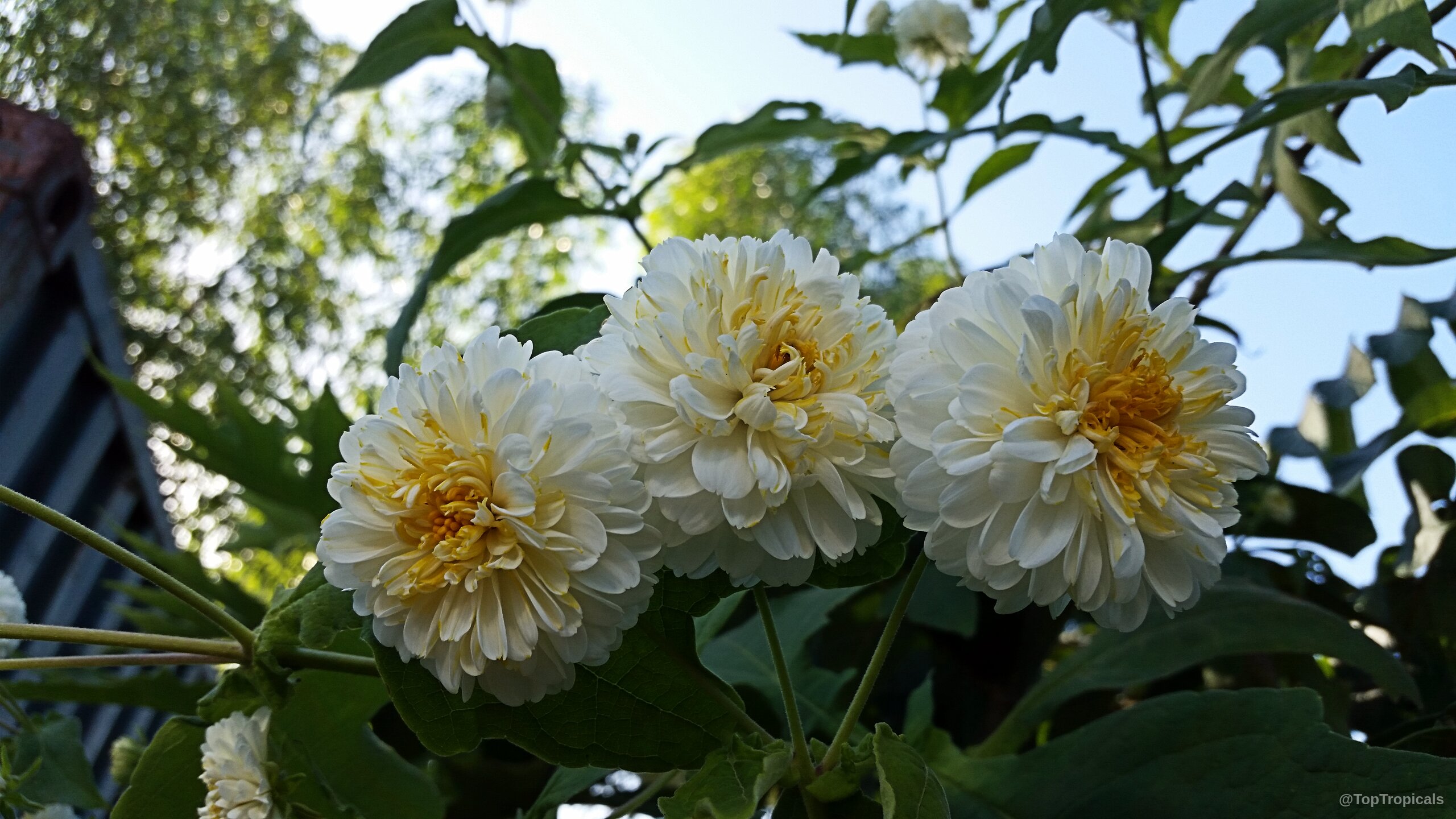 Montanoa bipinnatifida (Tree Chrysanthemum) flower clusters with white petals and yellow centers against green leaves Montanoa bipinnatifida (Tree Chrysanthemum) white yellow flower close up for gardening enthusiasts