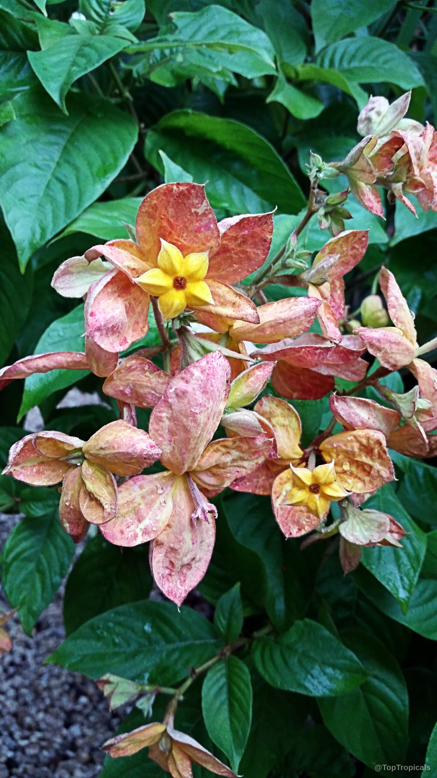 Mussaenda philippica x flava (Calcutta Sunset) 'Marmelada' orange bracts and star-shaped yellow flowers with green foliage. Mussaenda philippica x flava (Calcutta Sunset) 'Marmelada' orange flower close up on green leaves.